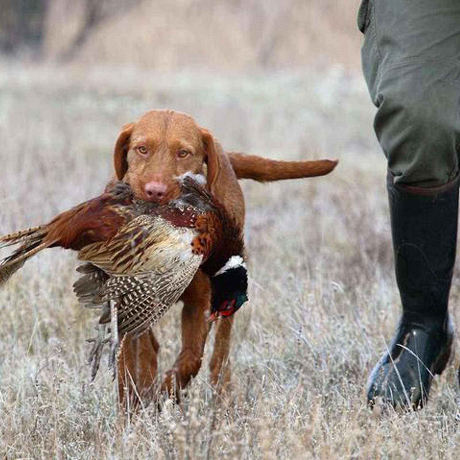 Vad&aacute;sztanfolyam indul!